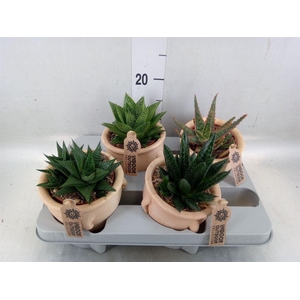 Aloe   ...mix