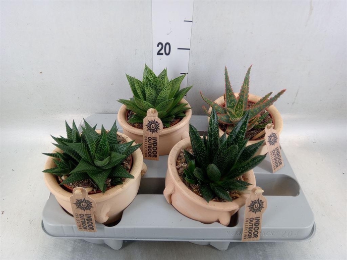 <h4>Aloe   ...mix</h4>