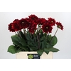Dahlia Red Runner