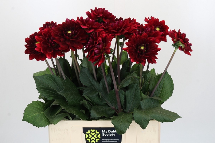 <h4>Dahlia Red Runner</h4>
