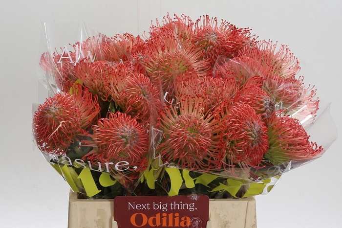 <h4>Nutans Ayoba Pink</h4>