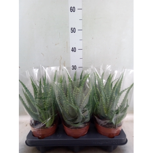 Aloe arborescens