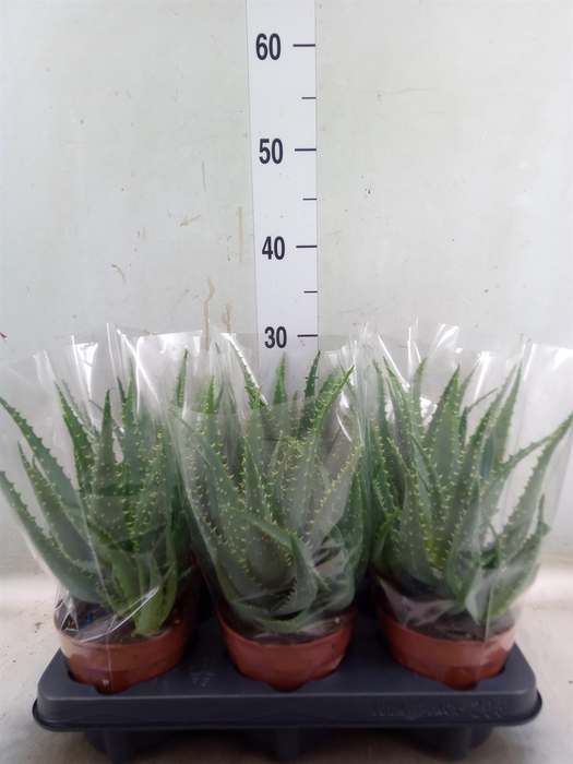 <h4>Aloe arborescens</h4>