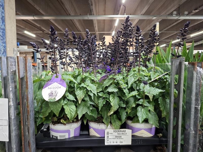 Salvia Salgoon Lake Blueberry