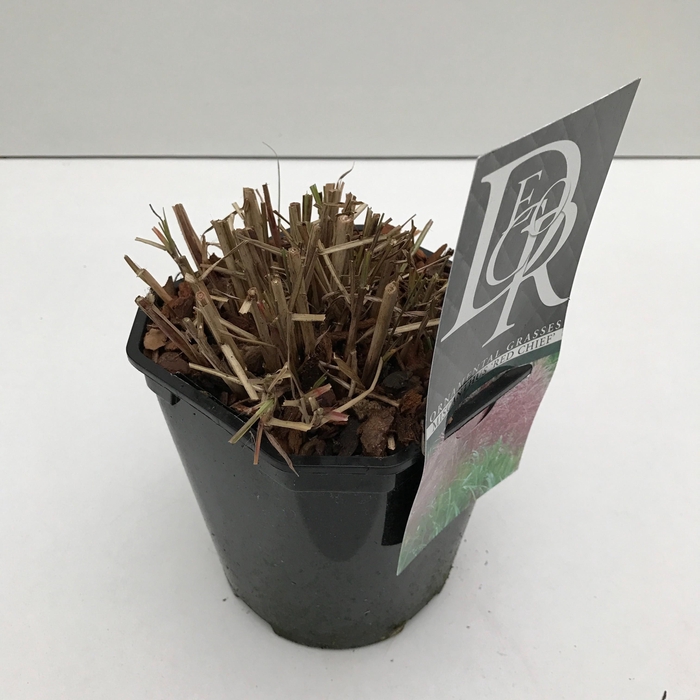 <h4>Graminées Miscanthus 'Red Chief'</h4>