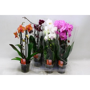 PHAL EL CASCADE