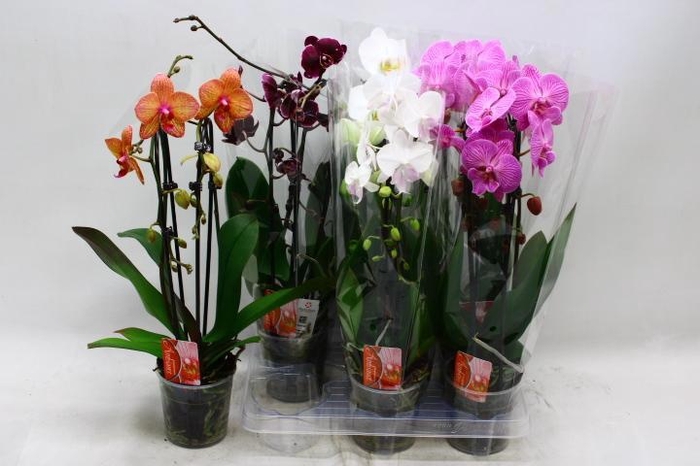 <h4>PHAL EL CASCADE</h4>