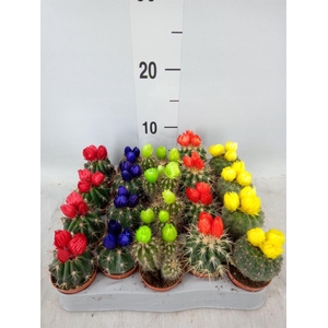 Cactus   ...decorated