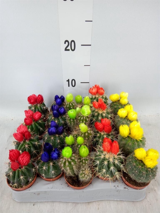 <h4>Cactus ...decorated</h4>