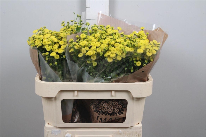 <h4>Tana Pa Amazone</h4>