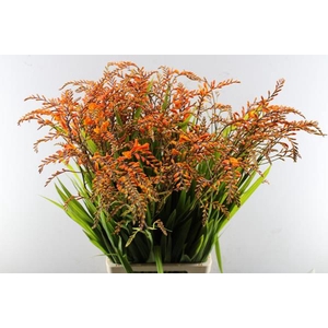 Crocosmia Peach Melba