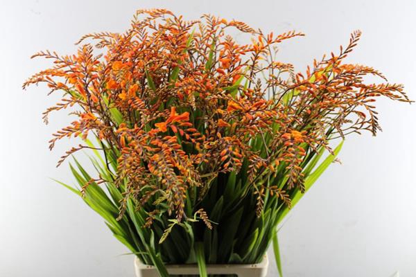 <h4>Crocosmia Peach Melba</h4>