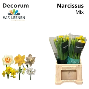 Narcis Mix 566