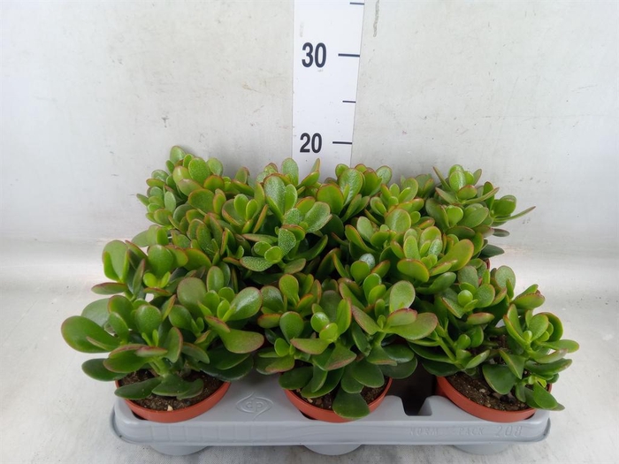 <h4>Crassula ovata</h4>