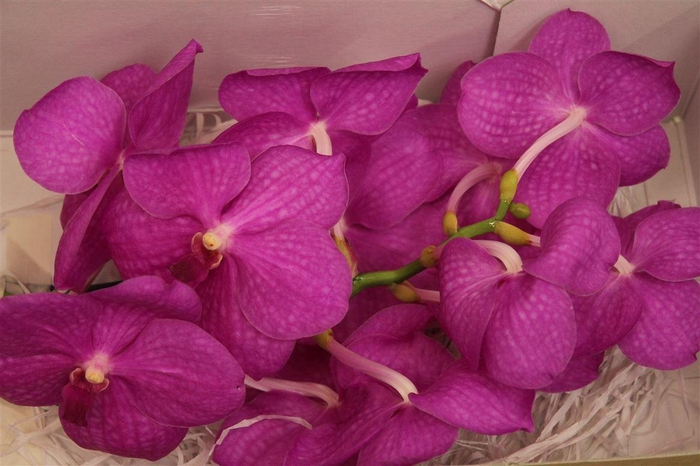 <h4>Vanda Ni Hot Pink</h4>