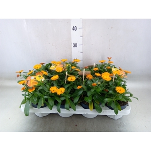 Calendula offic.