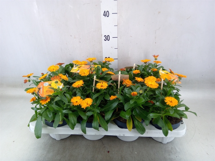 <h4>Calendula offic.</h4>