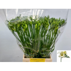 Freesia enk Ambassador