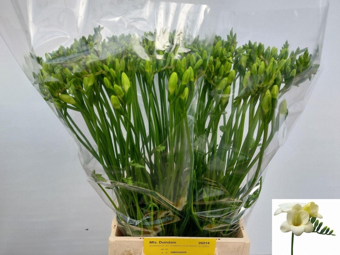 <h4>Freesia enk Ambassador</h4>