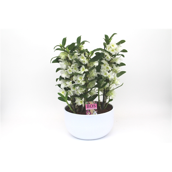 <h4>Dendr 6-Tak Apollon Scale</h4>