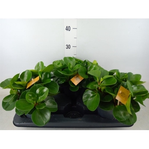 Peperomia obt. 'Green Gold'