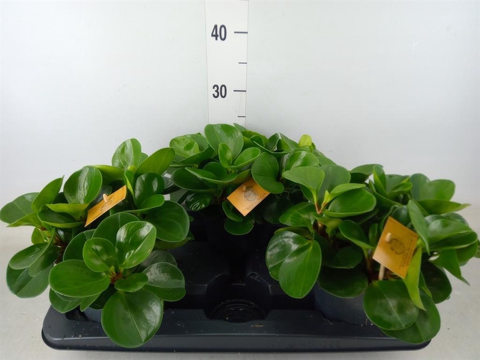 <h4>Peperomia obt. 'Green Gold'</h4>