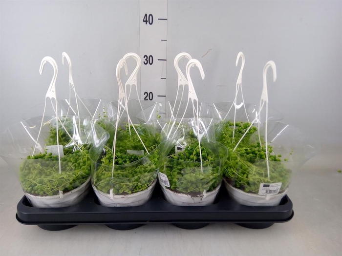 <h4>Senecio rowleyanus</h4>