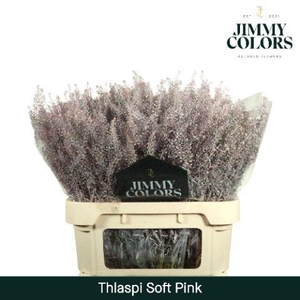 Thlaspi Gekleurd Klbh, Soft Pink