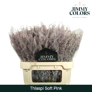 Thlaspi Gekleurd Klbh, Soft Pink
