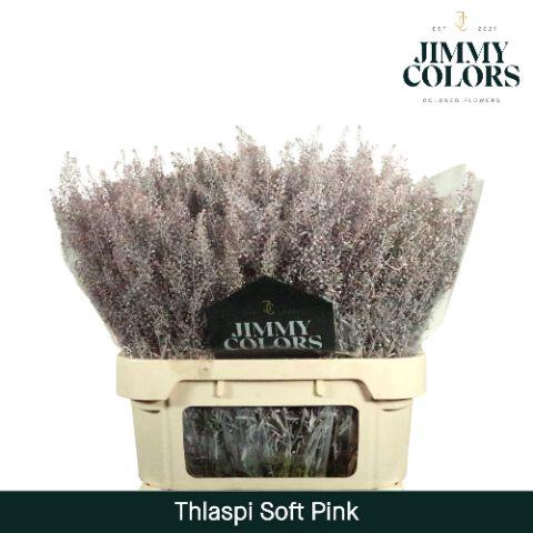 <h4>Thlaspi Gekleurd Klbh, Soft Pink</h4>