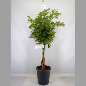 Schefflera arbor. 'Compacta'