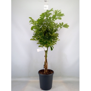 Schefflera arbor. 'Compacta'