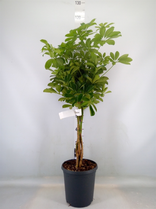 <h4>Schefflera arbor. 'Compacta'</h4>