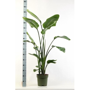 STRELITZIA NICOLAI