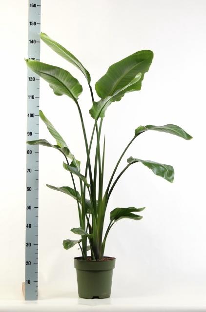 <h4>STRELITZIA NICOLAI</h4>