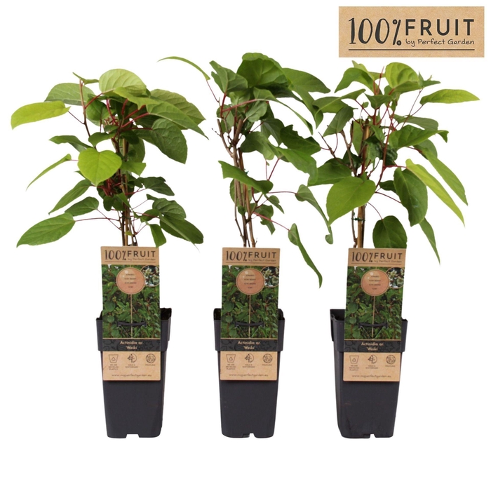 <h4>Actinidia arguta</h4>