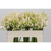 Agapanthus Gletsjer