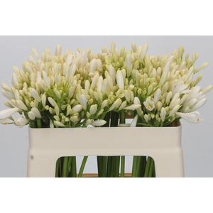 Agapanthus Gletsjer