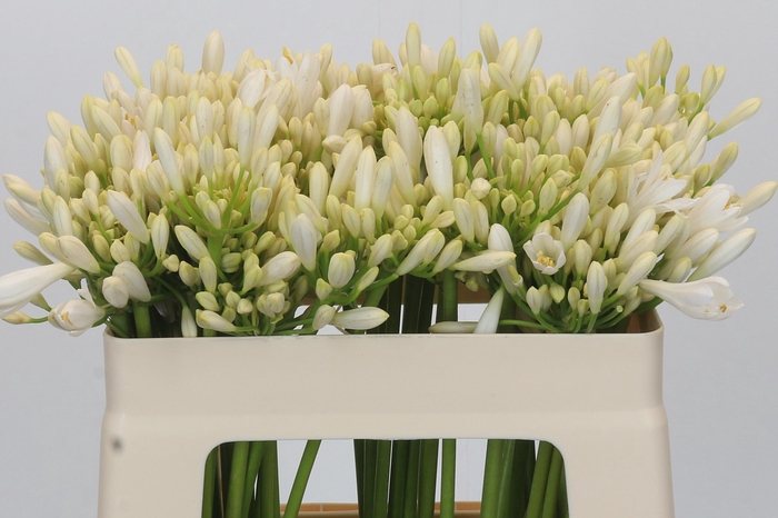 <h4>Agapanthus Gletsjer</h4>