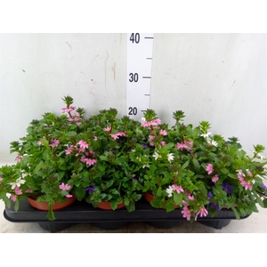 Scaevola  'SumLove Blue Laguna'