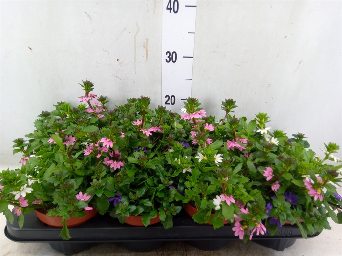 <h4>Scaevola  'SumLove Blue Laguna'</h4>