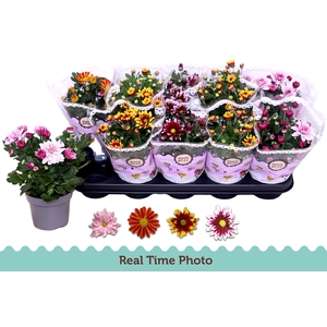 CHRYS GEM 2 KL BLOEM