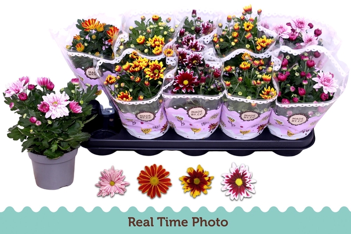 <h4>CHRYS GEM 2 KL BLOEM</h4>