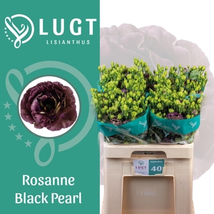Lisianthus Rosanne Black Pearl