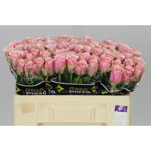 Rosa Gr Athena Royale