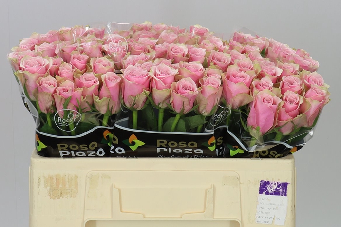 <h4>Rosa Gr Athena Royale</h4>