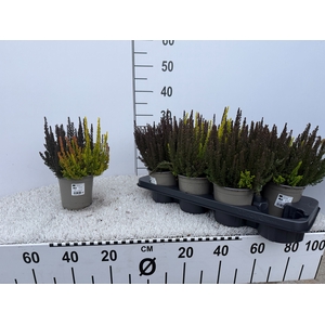 CALLU SKYLINE TRIO G