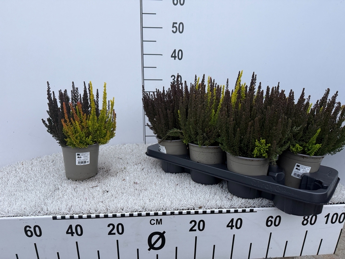 <h4>CALLU SKYLINE TRIO G</h4>