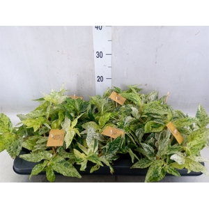 Pellionia repens