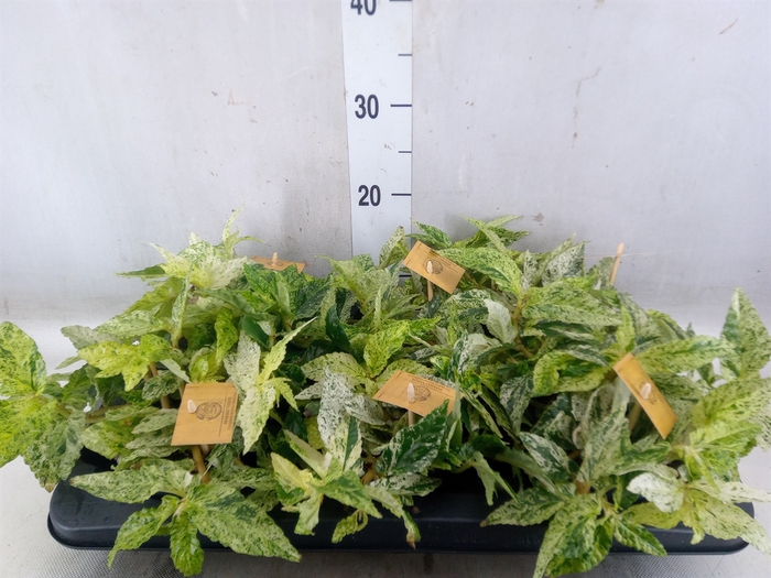 <h4>Pellionia repens</h4>
